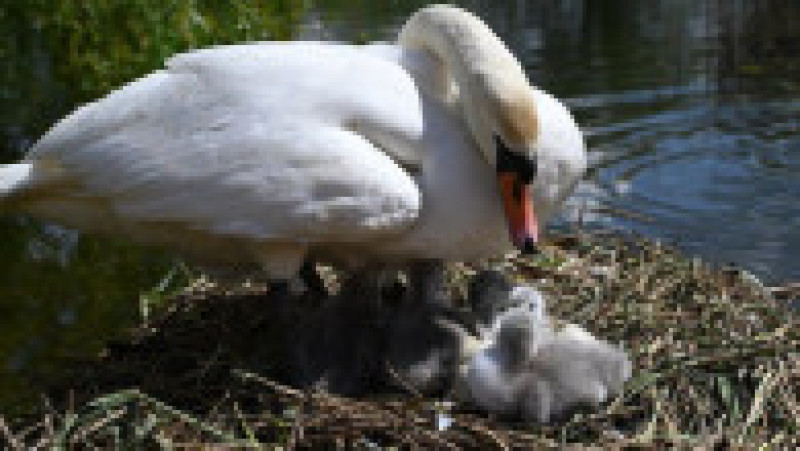 Un bărbat din Marea Britanie a salvat un cuib de lebădă. Foto: BBC | Poza 3 din 5