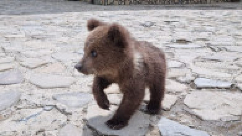 Un pui de urs a fost găsit în curtea unei unei pensiuni de Suceava FOTO: Facebook/ Romsilva | Poza 1 din 2
