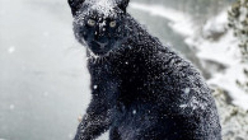 Imagini senzaționale cu o panteră negră care se joacă în zăpadă FOTO: Instagram/ Luna_the_pantera | Poza 2 din 9