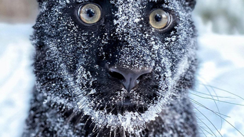 Imagini senzaționale cu o panteră negră care se joacă în zăpadă FOTO: Instagram/ Luna_the_pantera