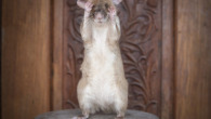 Magawa, șobolanul african uriaș dresat pentru depistarea minelor antipersonal, se pensionează Foto: Profimedia | Poza 3 din 12