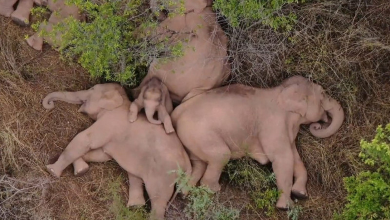Cei 15 elefanți migratori din China se odihnesc după călătoria de 500 km FOTO: Profimedia Images