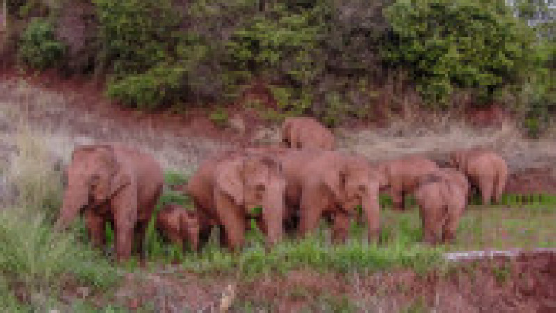 Cei 15 elefanți migratori din China se odihnesc după călătoria de 500 km FOTO: Profimedia Images | Poza 14 din 19