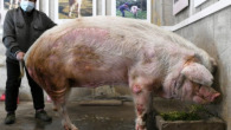 A murit porcul care a supravițuit după cutremurul din 2008 FOTO: Profimedia Images | Poza 9 din 12