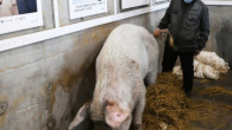 A murit porcul care a supravițuit după cutremurul din 2008 FOTO: Profimedia Images | Poza 7 din 12