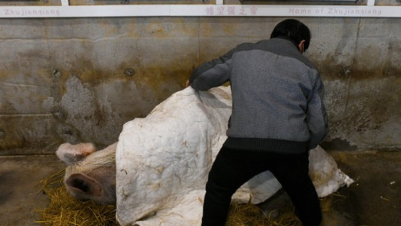 A murit porcul care a supravițuit după cutremurul din 2008 FOTO: Profimedia Images
