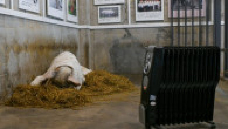 A murit porcul care a supravițuit după cutremurul din 2008 FOTO: Profimedia Images | Poza 2 din 12
