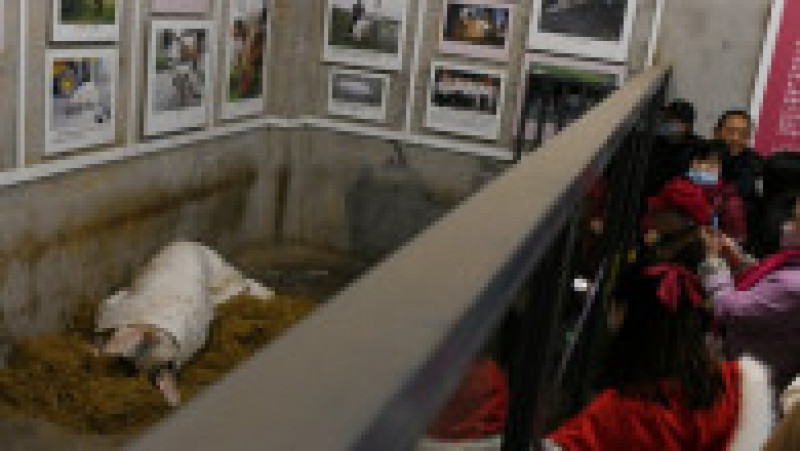 A murit porcul care a supravițuit după cutremurul din 2008 FOTO: Profimedia Images | Poza 3 din 12