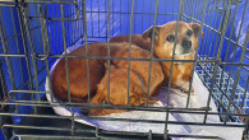 Campanie de sterilizare a câinilor şi pisicilor din judeţul Giurgiu pentru rezolvarea situaţiei animalelor fără stăpân. Foto: Facebook/ Consiliul Județean Giurgiu | Poza 4 din 7
