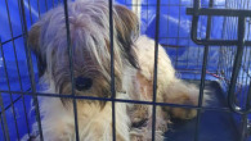 Campanie de sterilizare a câinilor şi pisicilor din judeţul Giurgiu pentru rezolvarea situaţiei animalelor fără stăpân. Foto: Facebook/ Consiliul Județean Giurgiu | Poza 7 din 7