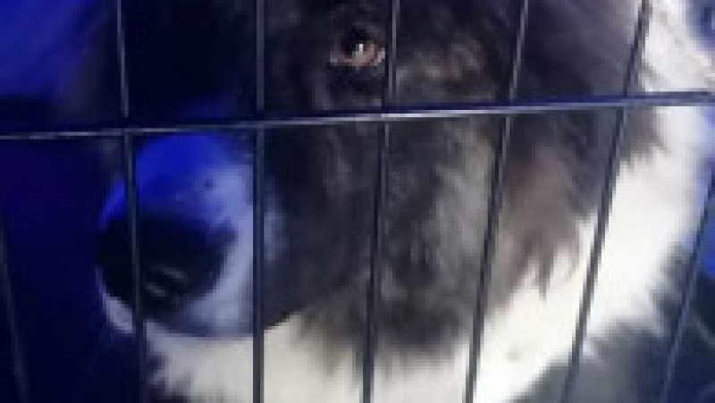 Campanie de sterilizare a câinilor şi pisicilor din judeţul Giurgiu pentru rezolvarea situaţiei animalelor fără stăpân. Foto: Facebook/ Consiliul Județean Giurgiu | Poza 5 din 7