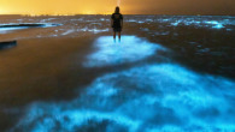 Un bărbat stă în mijlocul algelor bioluminiscente, în apele Golfului Jervis din Australia. Foto: Profimedia Images | Poza 6 din 8