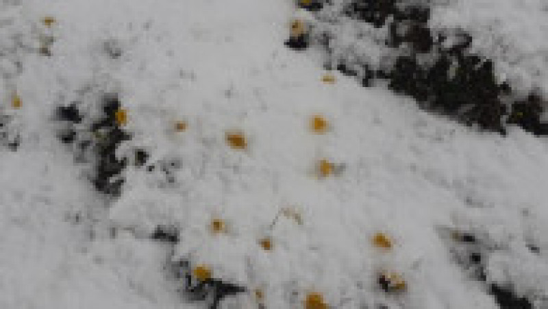 A nins la munte, zăpada depusă a ajuns la 5 centimetri. FOTO Facebook Refugiul Salvamont Bușteni | Poza 1 din 3