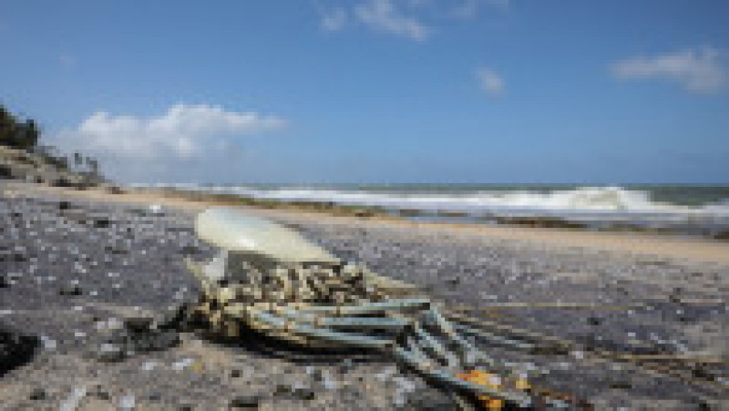 Plajele din Sri Lanka sunt acoperite de pești morți, cu burți umflate și cu pelete înfipte în branhii. FOTO: Agerpres | Poza 3 din 6
