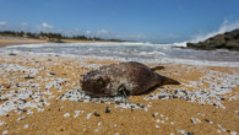 Plajele din Sri Lanka sunt acoperite de pești morți, cu burți umflate și cu pelete înfipte în branhii. FOTO: Agerpres | Poza 6 din 6