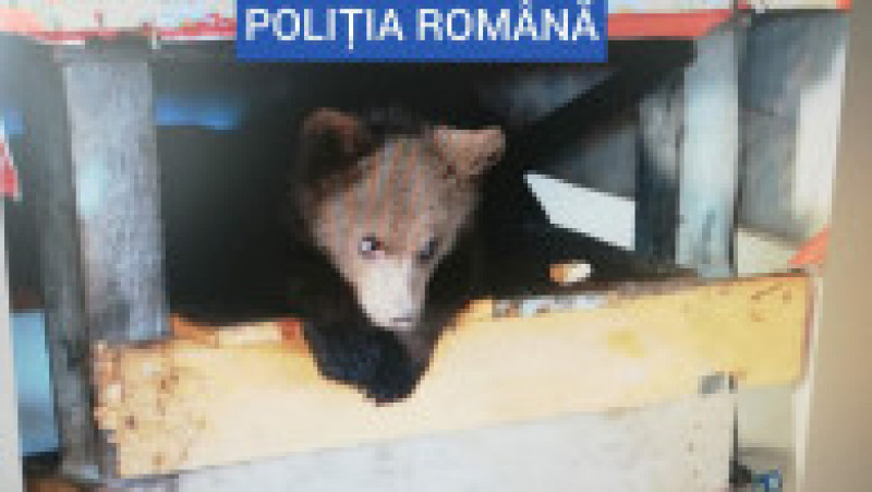 Trupele speciale au găsit un pui de urs ținut captiv de un bărbat din Borșa. Foto: Poliția Română | Poza 3 din 4