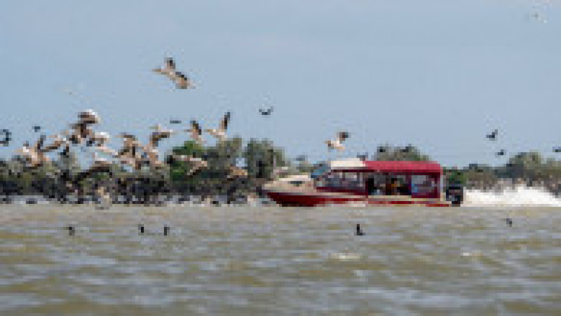 O ambarcațiune lovește în plin un stol de pelicani din Delta Dunării. Foto: Facebook / Marian Strinoiu | Poza 1 din 5