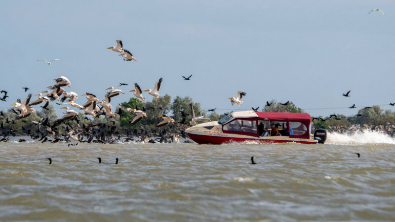 O ambarcațiune lovește în plin un stol de pelicani din Delta Dunării. Foto: Facebook / Marian Strinoiu 