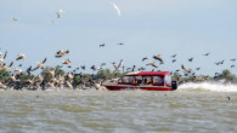 O ambarcațiune lovește în plin un stol de pelicani din Delta Dunării. Foto: Facebook / Marian Strinoiu | Poza 3 din 5