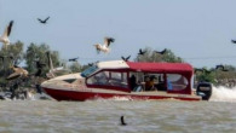 O ambarcațiune lovește în plin un stol de pelicani din Delta Dunării. | Poza 4 din 5