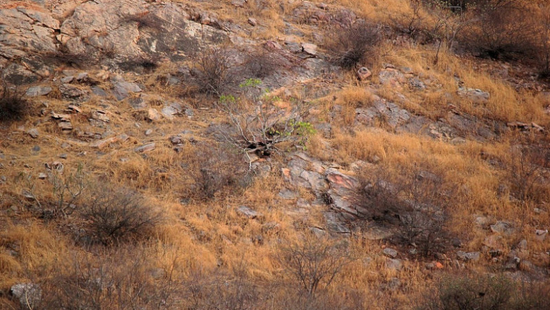 În această fotografie, un leopard de relaxează liniștit FOTO: Profimedia Images