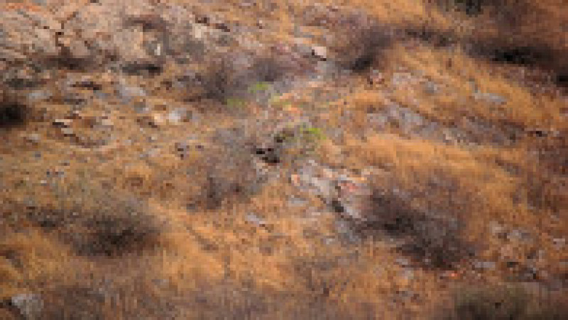 În această fotografie, un leopard de relaxează liniștit FOTO: Profimedia Images | Poza 1 din 5