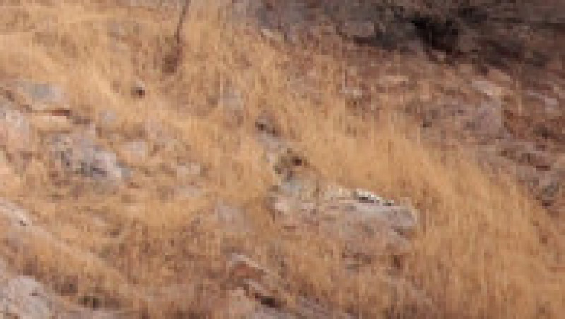 În această fotografie, un leopard de relaxează liniștit FOTO: Profimedia Images | Poza 5 din 5