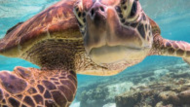Broască țestoasă în Marea Barieră de Corali FOTO: Profimedia Images | Poza 1 din 7