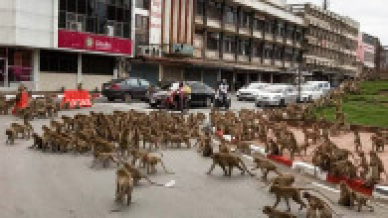 Două bande rivale de macaci s-a înfruntat într-o intersecție din Thailanda, pentru că nu mai găsesc mâncare, de obicei oferită de turiști înainte de pandemie. Foto: Profimedia Images | Poza 16 din 16