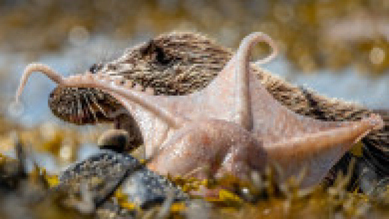 O vidră încearcă să o mănânce o caracatiță FOTO: Profimedia Images | Poza 9 din 15