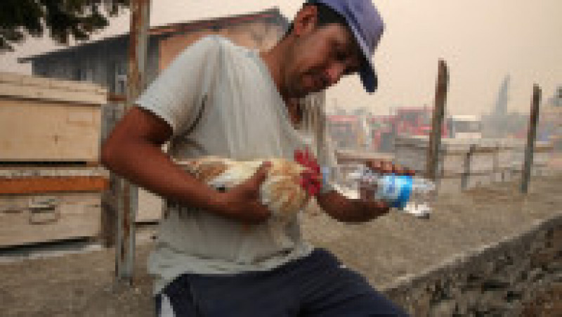 Oamenii încercă să-și salveze animalele afectate de incendii Foto: Profimedia | Poza 18 din 23