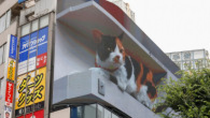 „Pisica Shinjuku” a atras deja atenția pe internet. Foto: Profimedia Images | Poza 5 din 5