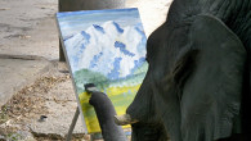 Un elefant pictează tablouri care se vând cu sute de lire sterline. Foto: Profimedia Images | Poza 9 din 11