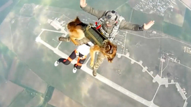 Exercițiu militar cu câini antrenați să sară cu parașuta, în Rusia. Foto: Profimedia Images