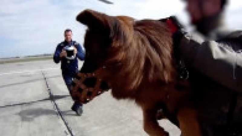 Câinii nu au avut probleme în timpul saltului cu parașura, spune un participant la exercițiul militar. Foto: Profimedia Images | Poza 8 din 9