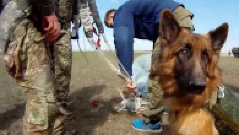 Exercițiu militar cu câini antrenați să sară cu parașuta, în Rusia. Foto: Profimedia Images | Poza 3 din 9