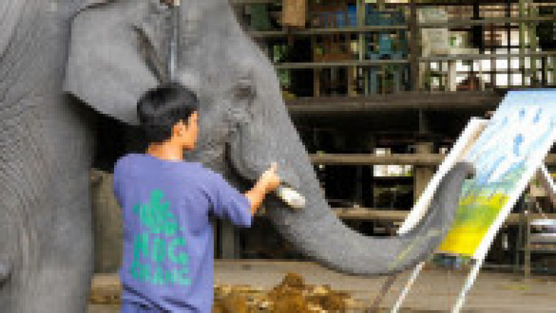 Un elefant pictează tablouri care se vând cu sute de lire sterline. Foto: Profimedia Images | Poza 4 din 11