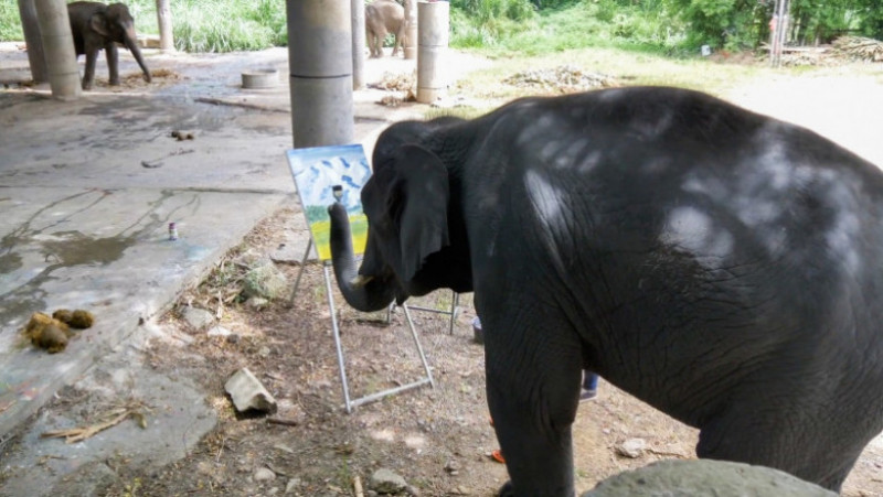 Un elefant pictează tablouri care se vând cu sute de lire sterline. Foto: Profimedia Images