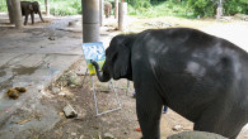 Un elefant pictează tablouri care se vând cu sute de lire sterline. Foto: Profimedia Images | Poza 3 din 11