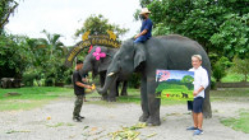 Un elefant pictează tablouri care se vând cu sute de lire sterline. Foto: Profimedia Images | Poza 6 din 11