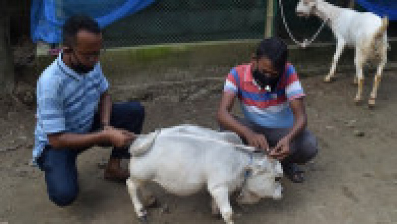 Rani, vaca pitică la o fermă din Bangladesh FOTO: Profimedia Images | Poza 8 din 15