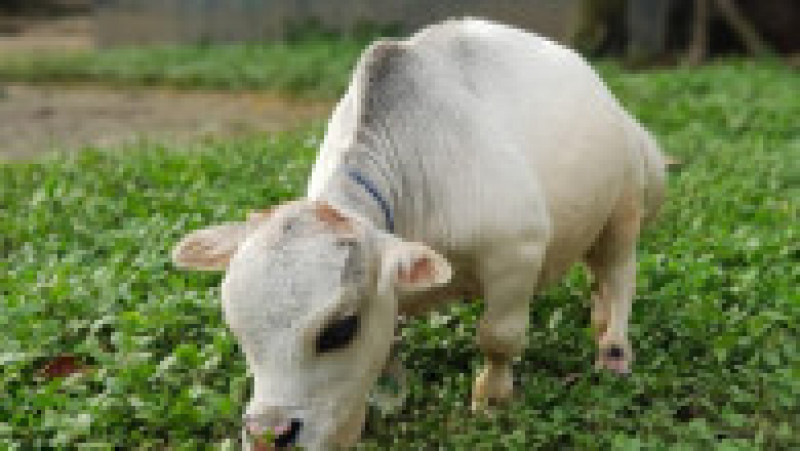 Rani, vaca pitică la o fermă din Bangladesh FOTO: Profimedia Images | Poza 2 din 15