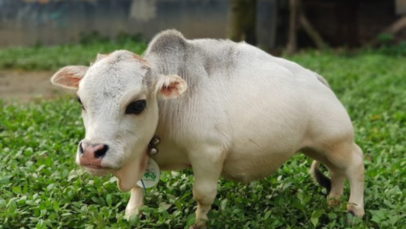 Rani, vaca pitică la o fermă din Bangladesh FOTO: Profimedia Images
