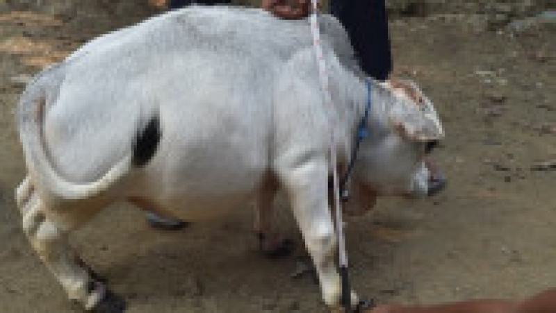 Rani, vaca pitică la o fermă din Bangladesh FOTO: Profimedia Images | Poza 13 din 15