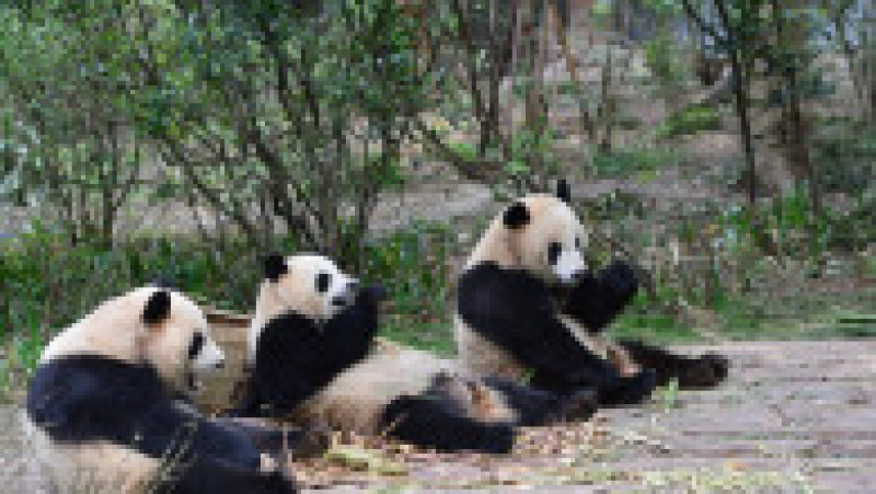 Urși panda la Baza de Cercetare pentru Înmulțirea urșilor panda din Chengdu, provincia Sichuan. Sursa foto: Profimedia Images | Poza 6 din 14