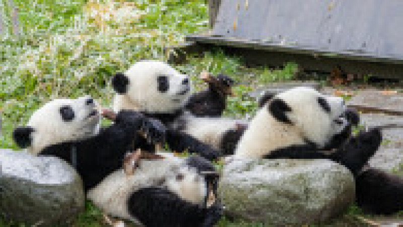 Urși panda la baza Shenshuping a Centrului chinez de Conservare și Cercetare pentru urși panda din area protejată Wolong, în provincia Sichuan. Sursa foto: Profimedia Images | Poza 8 din 14