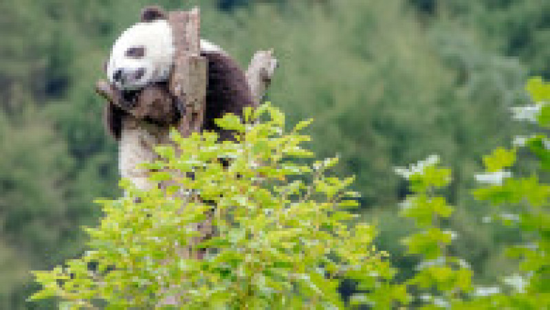 Urs panda aflat într-un copac la baza Shenshuping a Centrului chinez de Conservare și Cercetare pentru urși panda din area protejată Wolong, în provincia Sichuan. Sursa foto: Profimedia Images | Poza 4 din 14