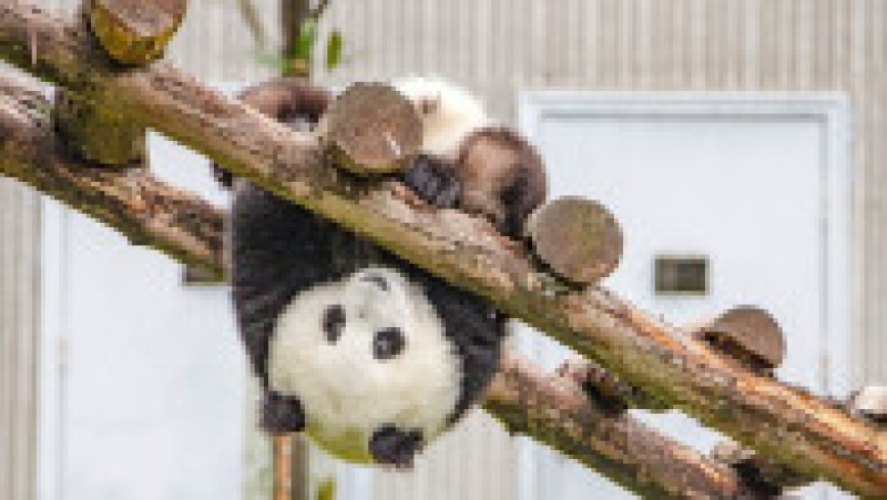 Urs panda la baza Shenshuping a Centrului chinez de Conservare și Cercetare pentru urși panda din area protejată Wolong, în provincia Sichuan. Sursa foto: Profimedia Images | Poza 11 din 14