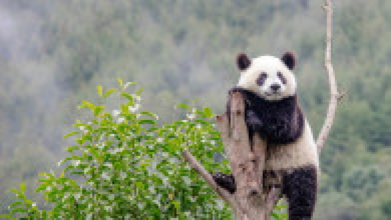 Urs panda aflat într-un copac la baza Shenshuping a Centrului chinez de Conservare și Cercetare pentru urși panda din area protejată Wolong, în provincia Sichuan. Sursa foto: Profimedia Images | Poza 3 din 14