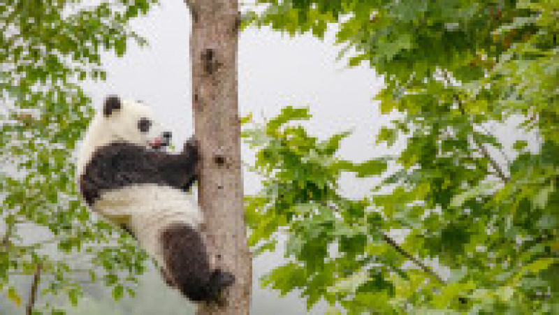 Urs panda aflat într-un copac la baza Shenshuping a Centrului chinez de Conservare și Cercetare pentru urși panda din area protejată Wolong, în provincia Sichuan. Sursa foto: Profimedia Images | Poza 7 din 14